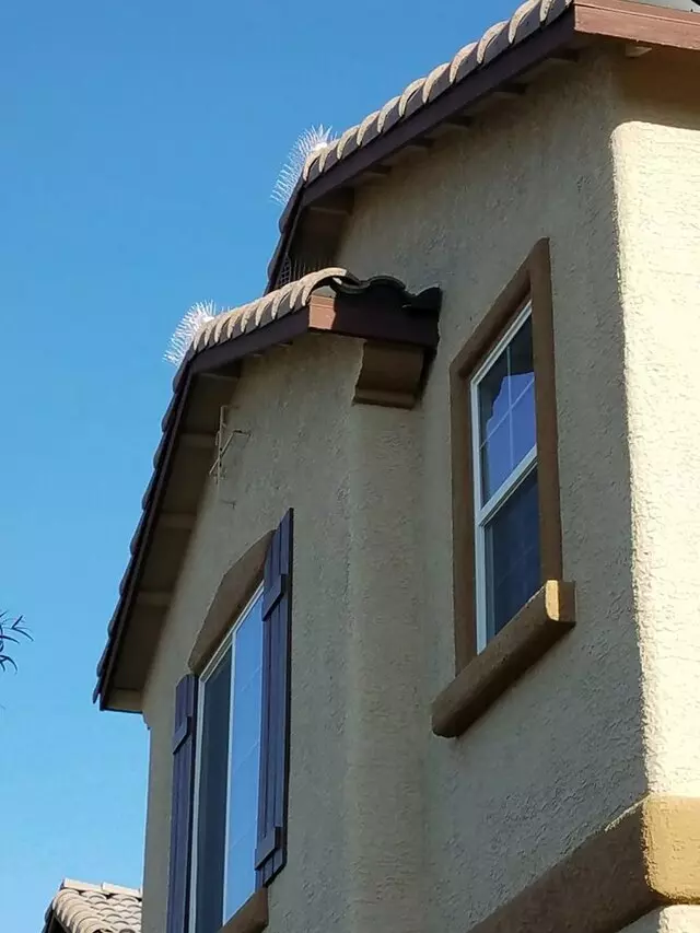 A Better Day Pigeon Control