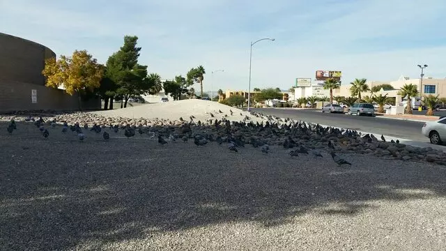 A Better Day Pigeon Control