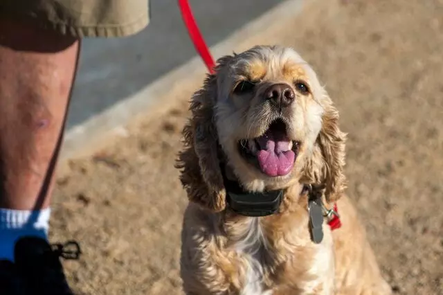 Sit Means Sit Dog Training
