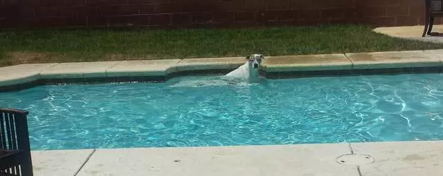 Alchemist Pool Service