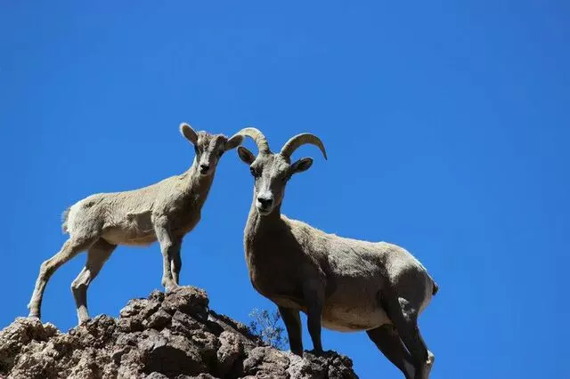 Adventure Sightseeing Tours