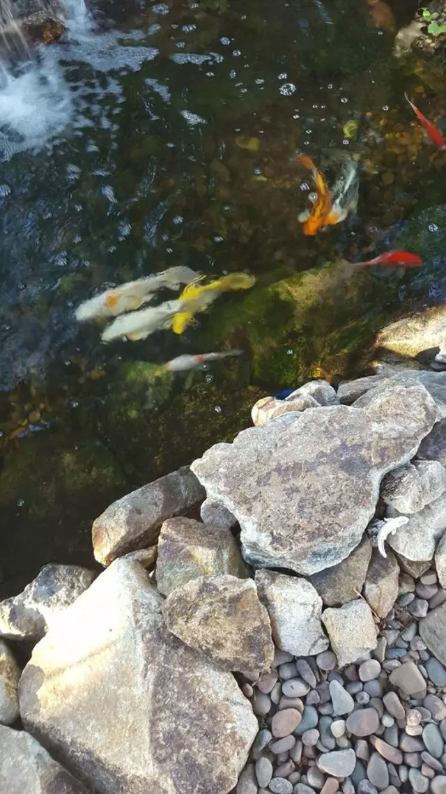 Advanced Aquascape