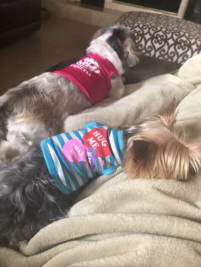 A Spoiled Pooch