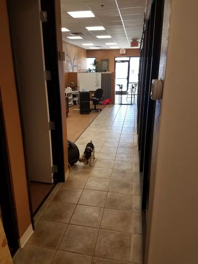 A Spoiled Pooch
