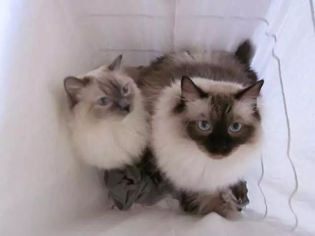 Advanced Animal Care Hospital