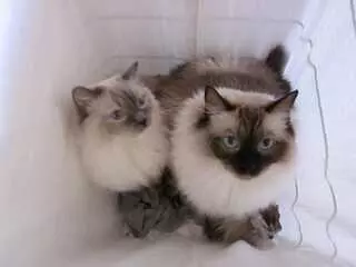 Advanced Animal Care Hospital