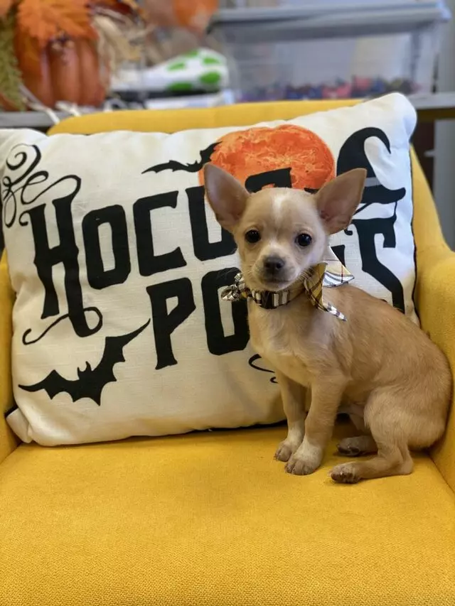 The Puppy Corner
